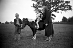Horse 2