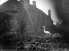 Swan at Wheatsheaf